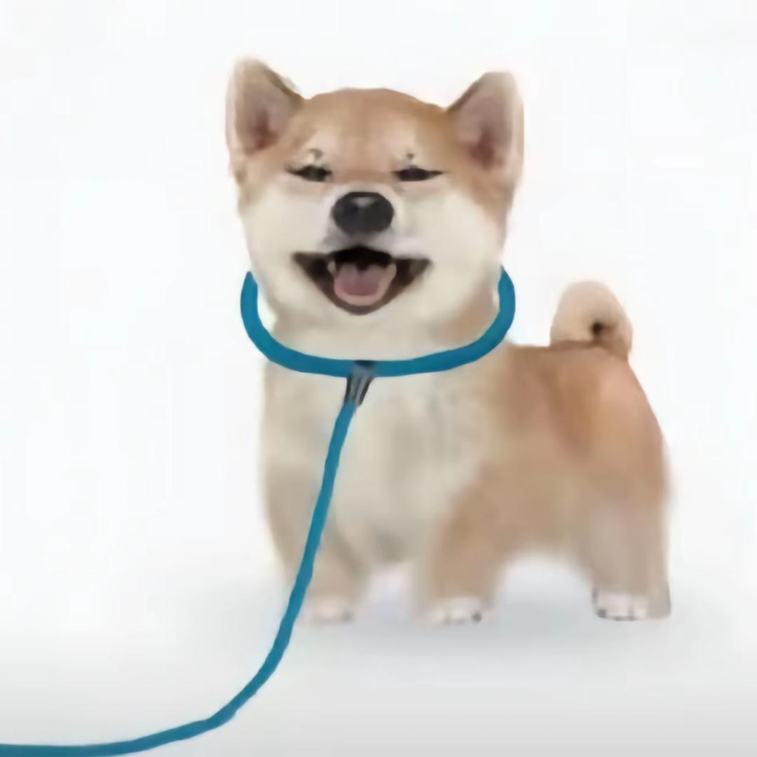 吾皇万睡万睡万万睡