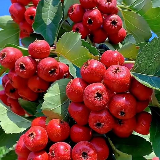 春燕食品甄选店