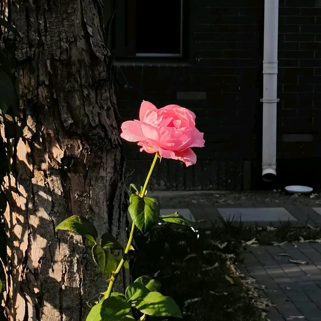 坏脾气的我呀！