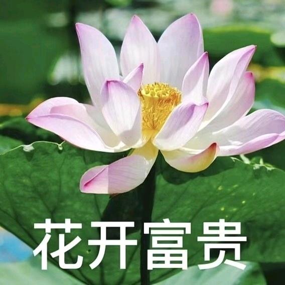 吃口大饼