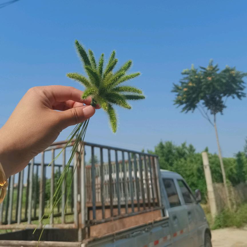 疯格
