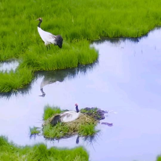 龙哥快运