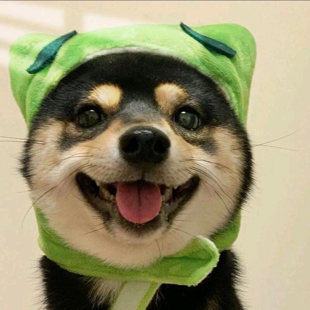 白白白（三角洲代肝）