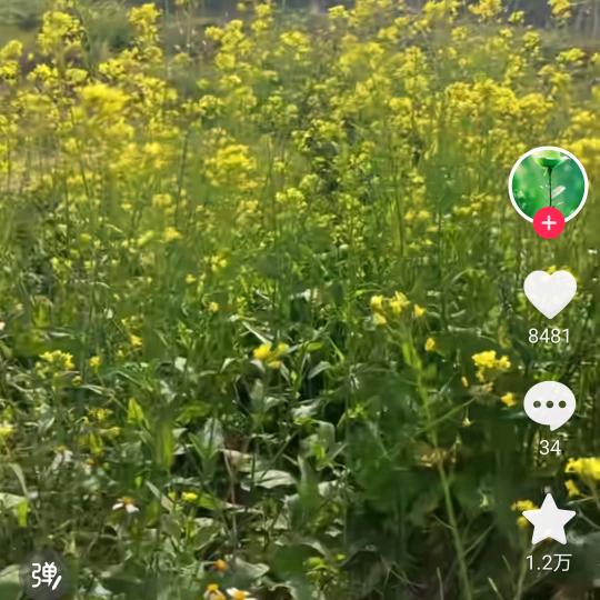 健康平安一生
