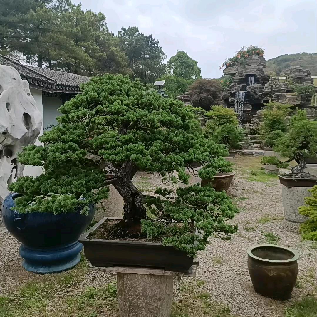 别打饶原本安逸生活