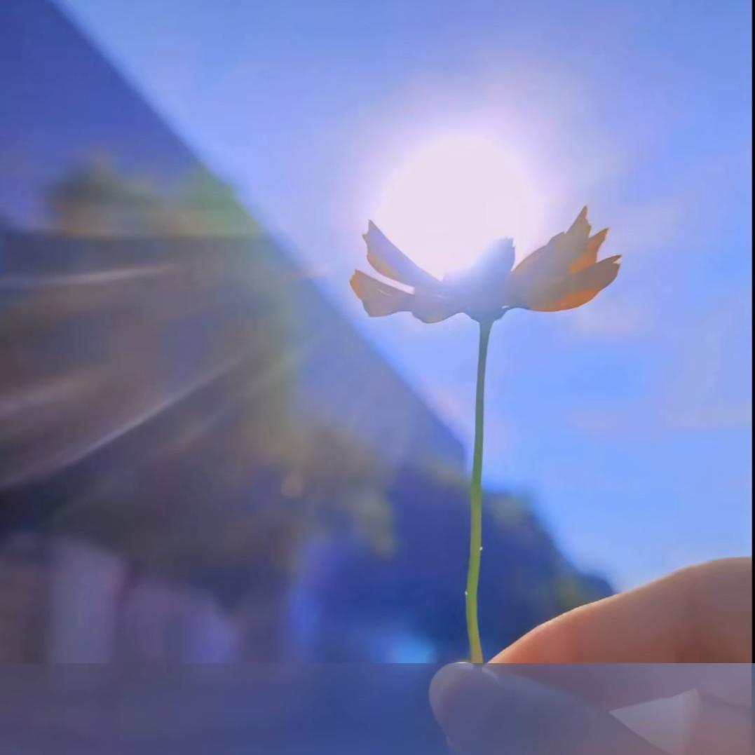 sunflower🍀🍀🍀