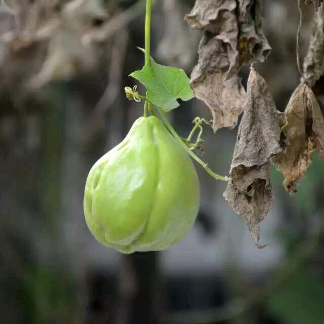 保叔