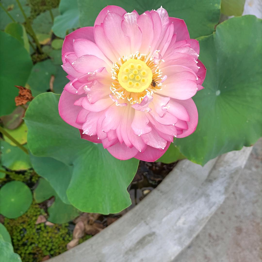 魏大杰