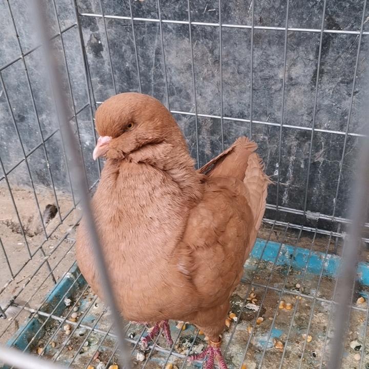 诚信鸽舍