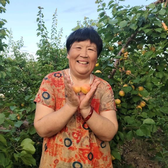 高大姐种杏