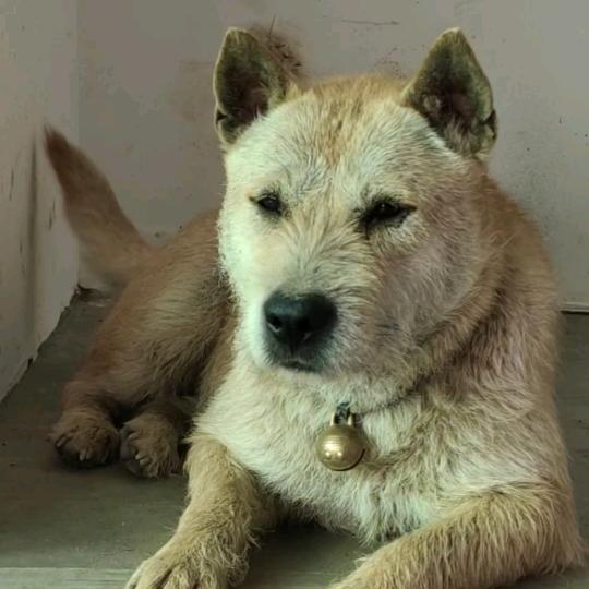 贵州土猎犬