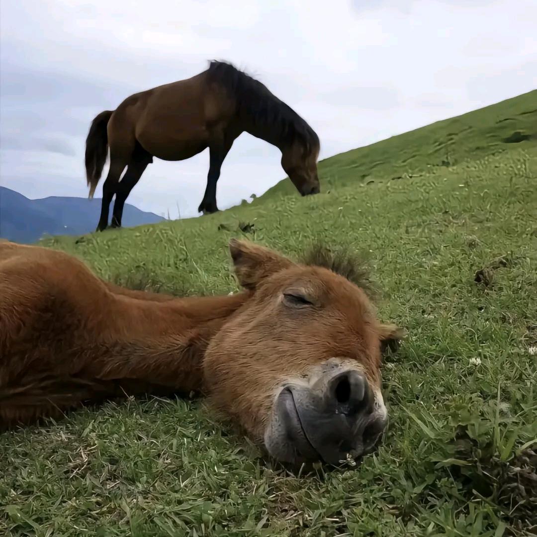 兰骑娱乐.小 林
