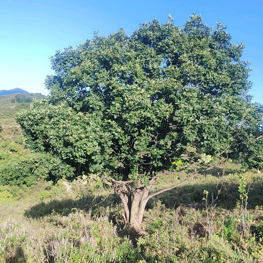 大自然的搬运工