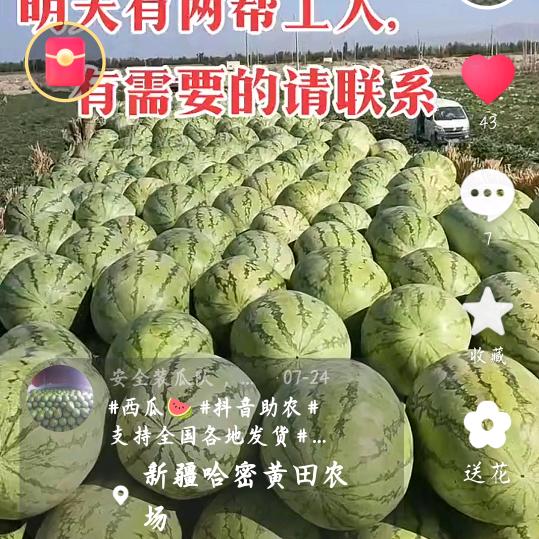 安全装瓜队，专业西瓜，哈密瓜，装车