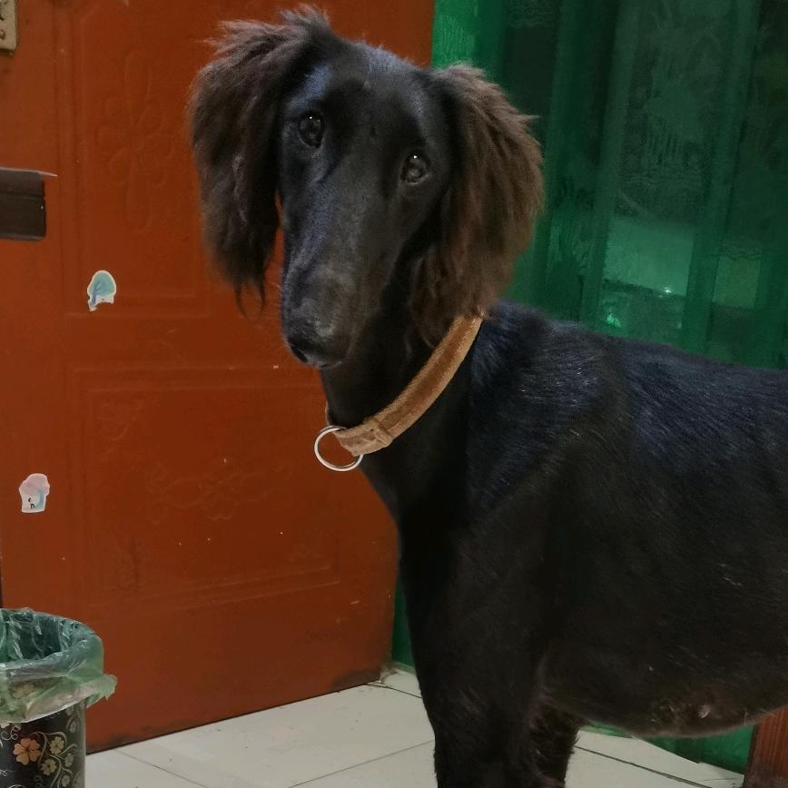 陕西细犬A