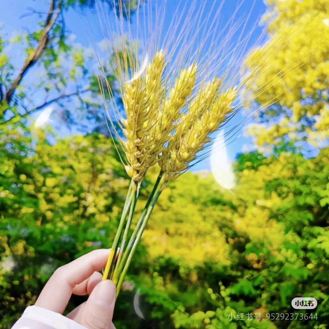 ლ🌿快乐♡´･`♡前行♥