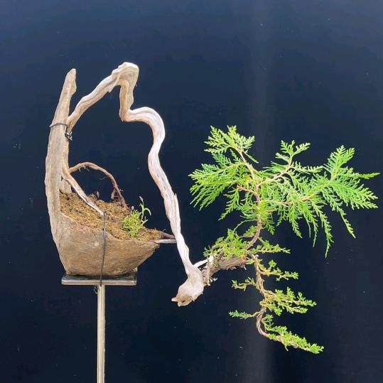 老宋盆景园