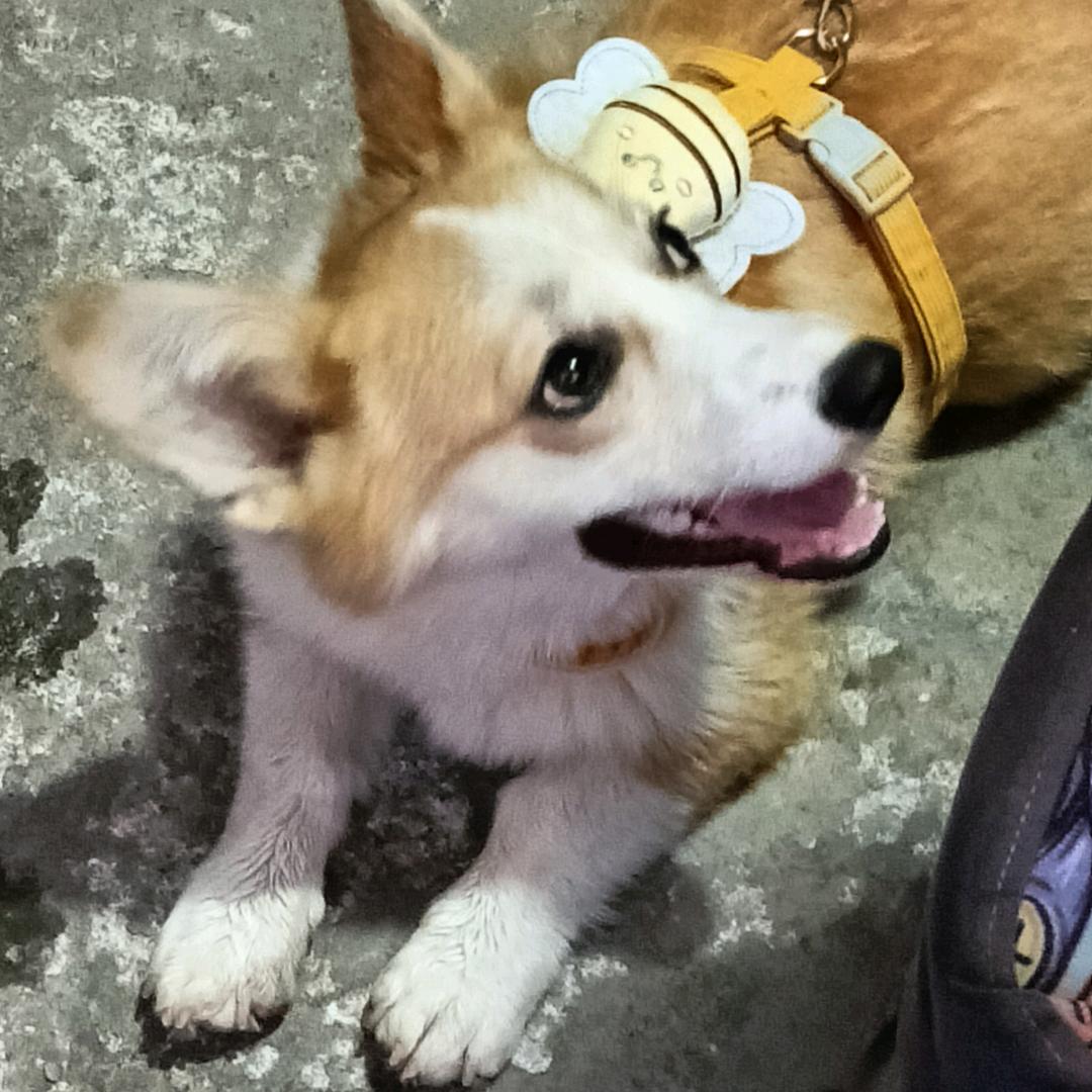 不吃香菜T_T