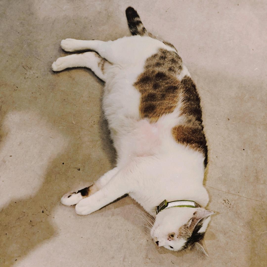 山斤呼噜lu💤（碎碎念）