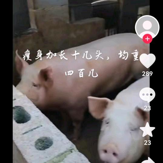 土猪肉批发零售