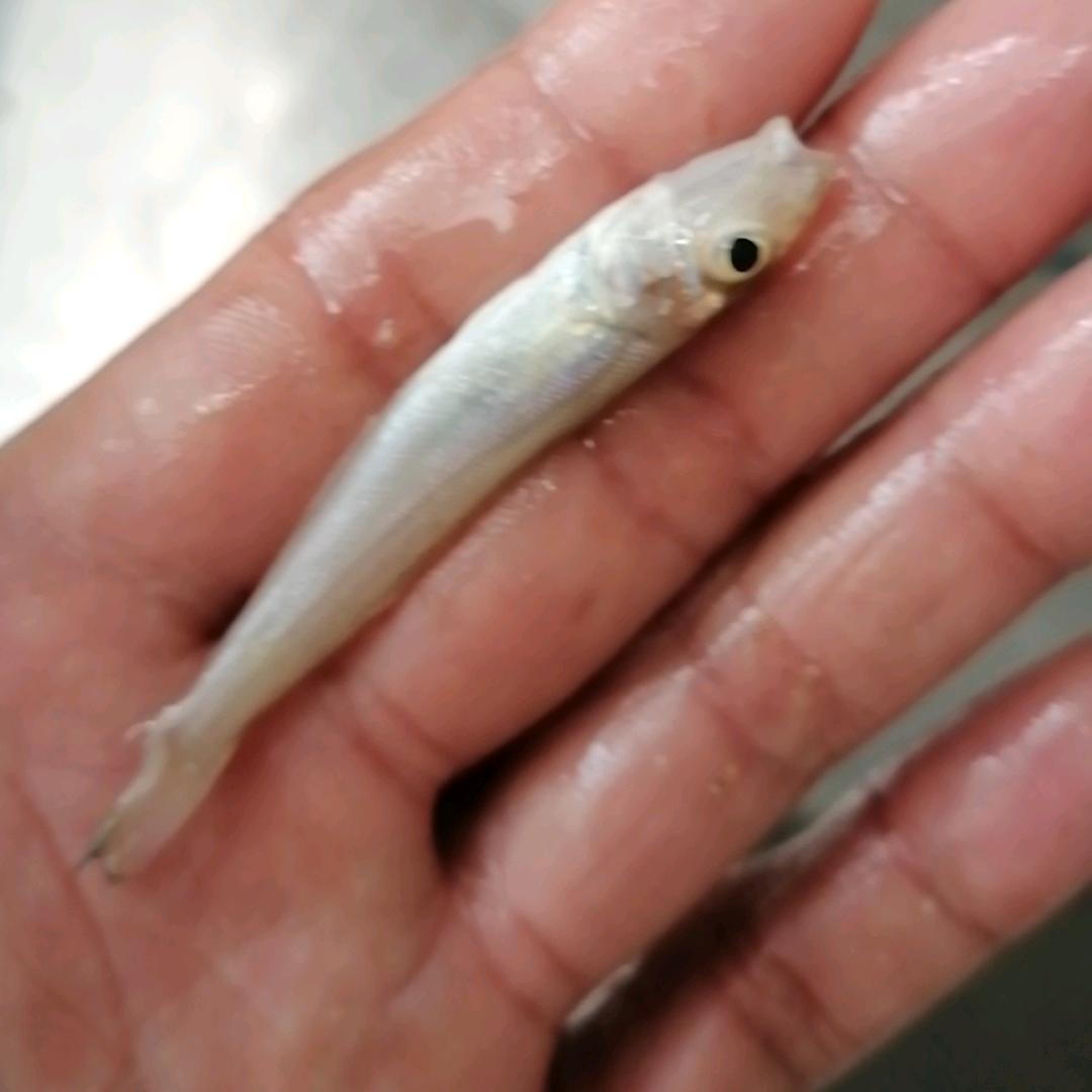 离海二里地（自用好物分享）