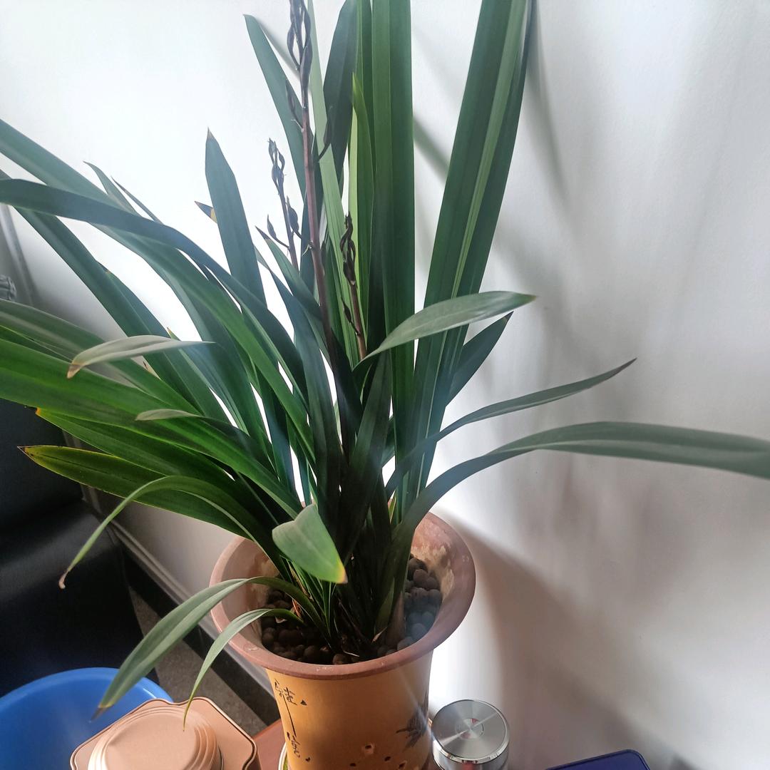 果茶
