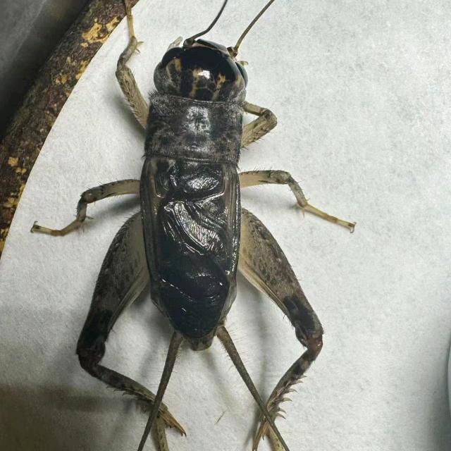 勤儿秋虫