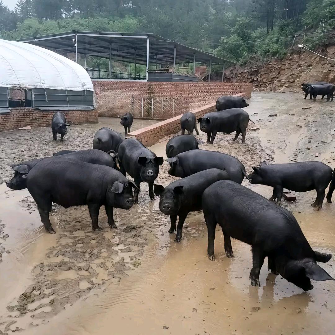 徐二土猪肉《加工烤肠》《加工香肠》