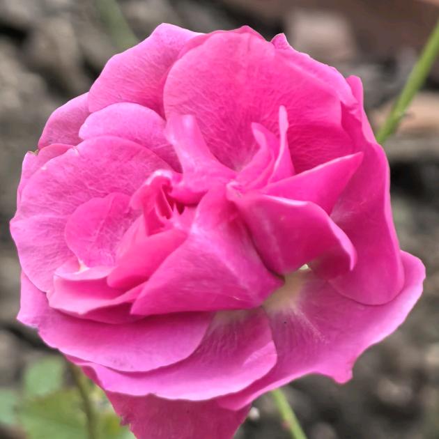 九月菊花
