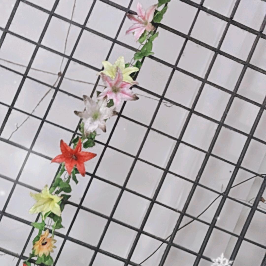 仙人掌