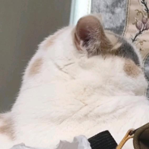 甜筒最可爱
