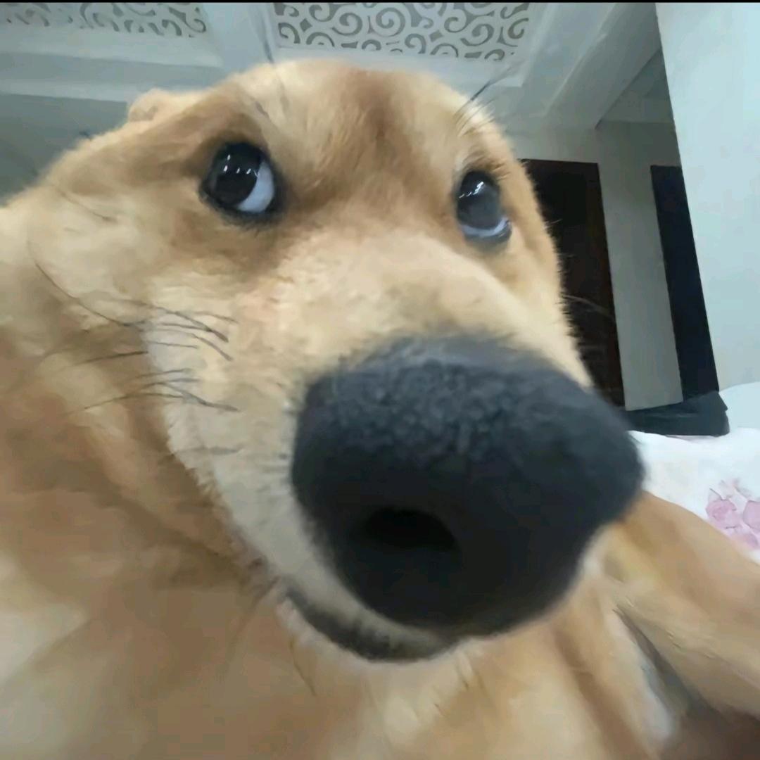 雾忘欢笑
