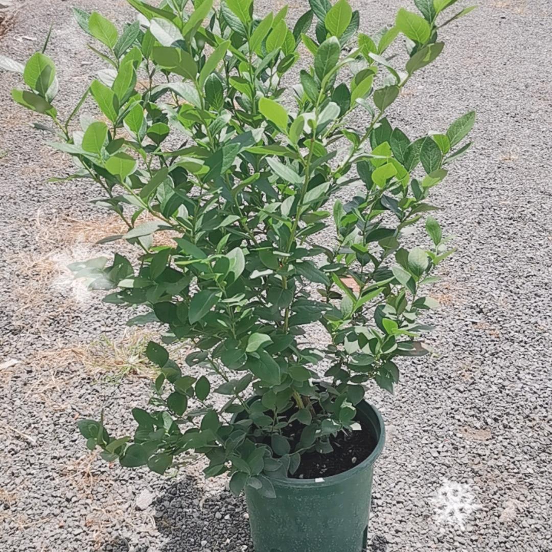 盛嘉菲陶齐专卖店