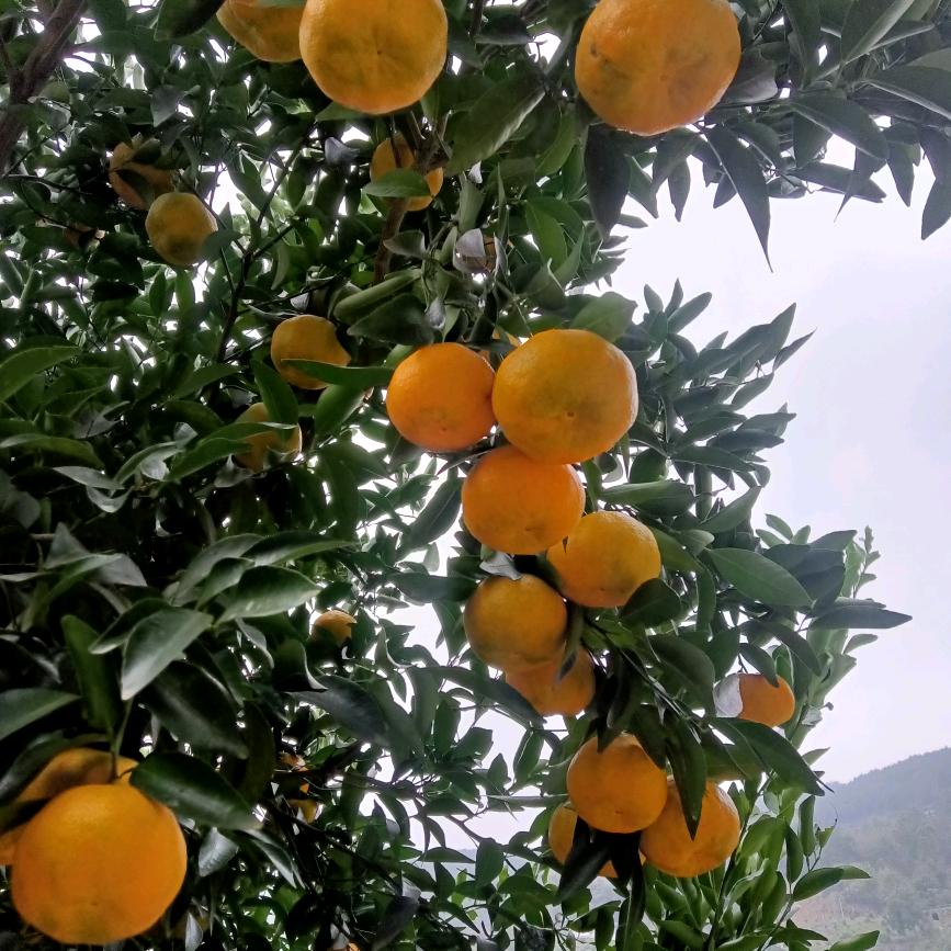 包容