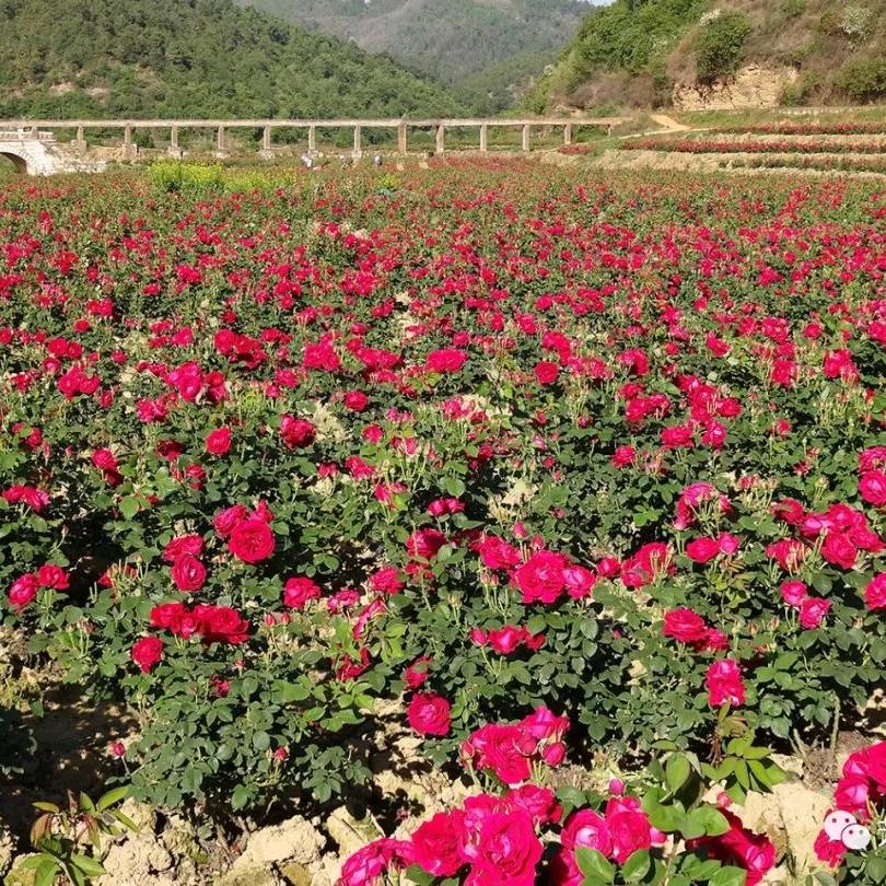 芳缘玫瑰