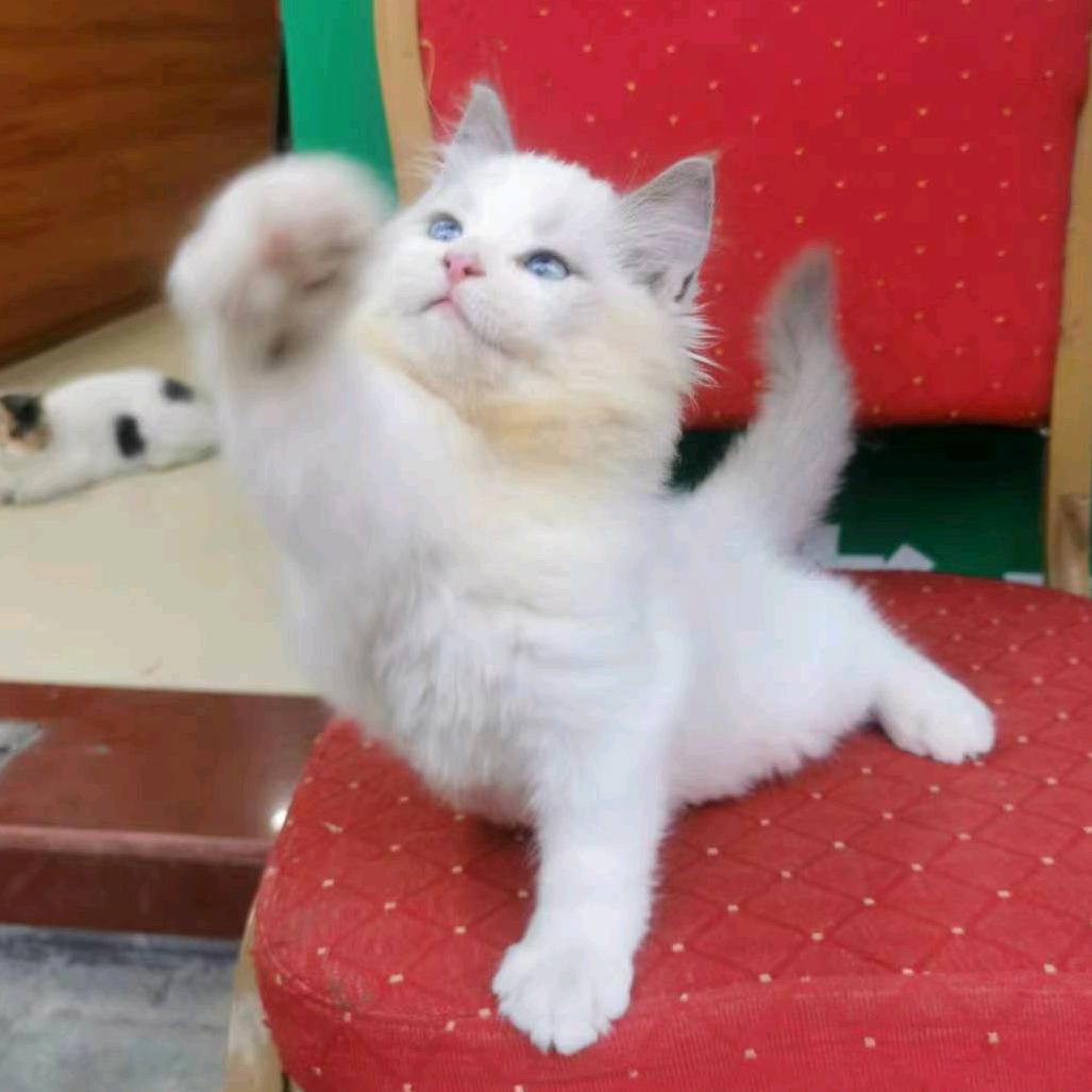 兰兰家的猫