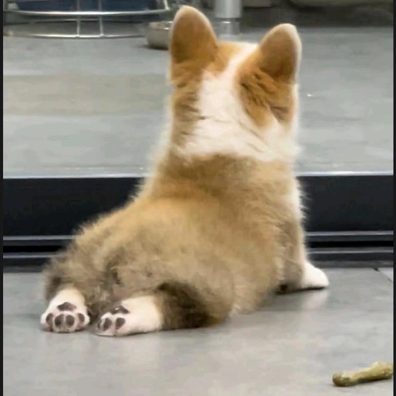 爱睡觉的媛噜噜