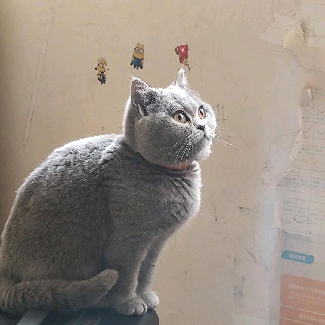 甘草学医
