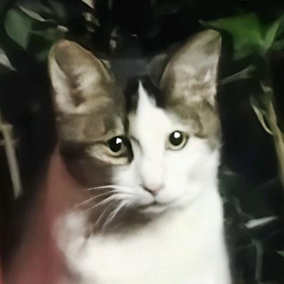 你的🐈哥呀