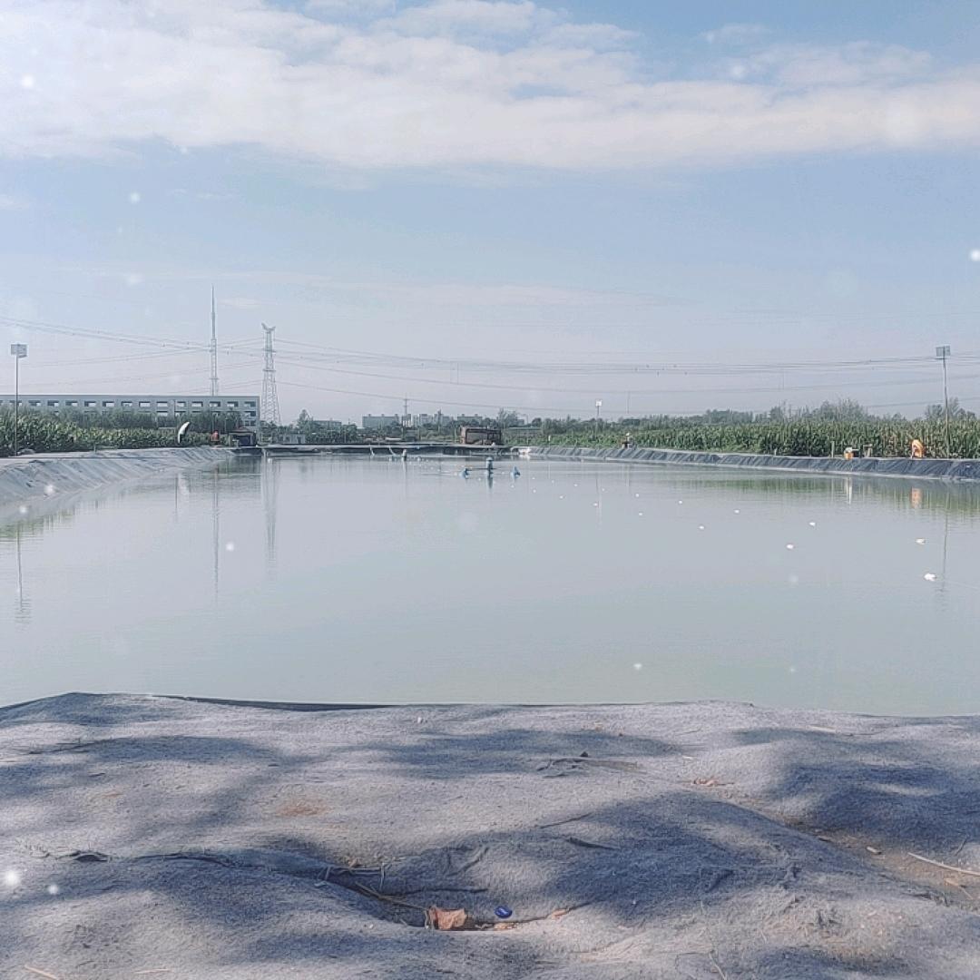 八一巨物青鱼塘