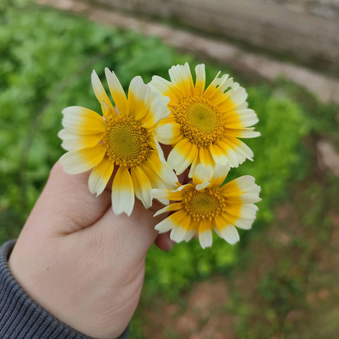 懒惰的小蜜蜂🐝