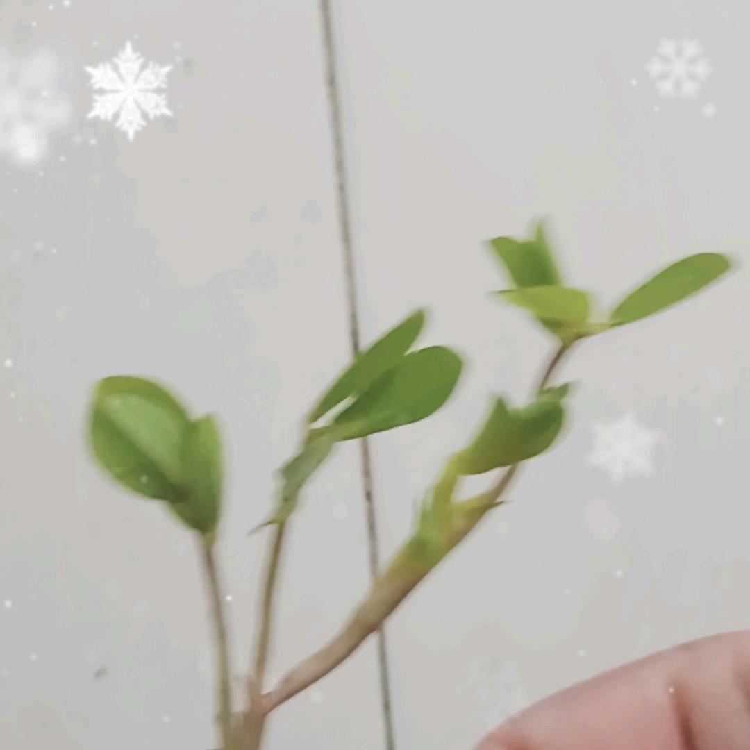 顺风顺水《梁》看日子，一线牵，山东省