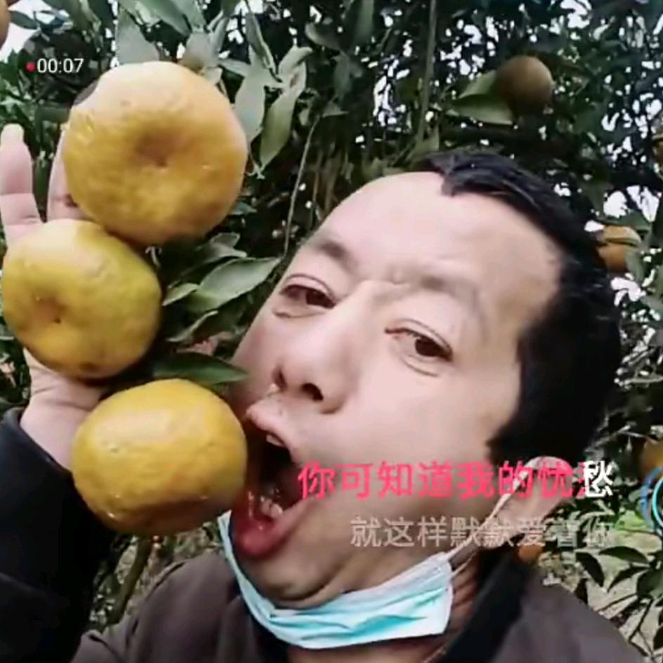 果农（伟哥）十五号