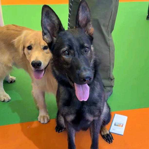 虎皮卷天下无敌