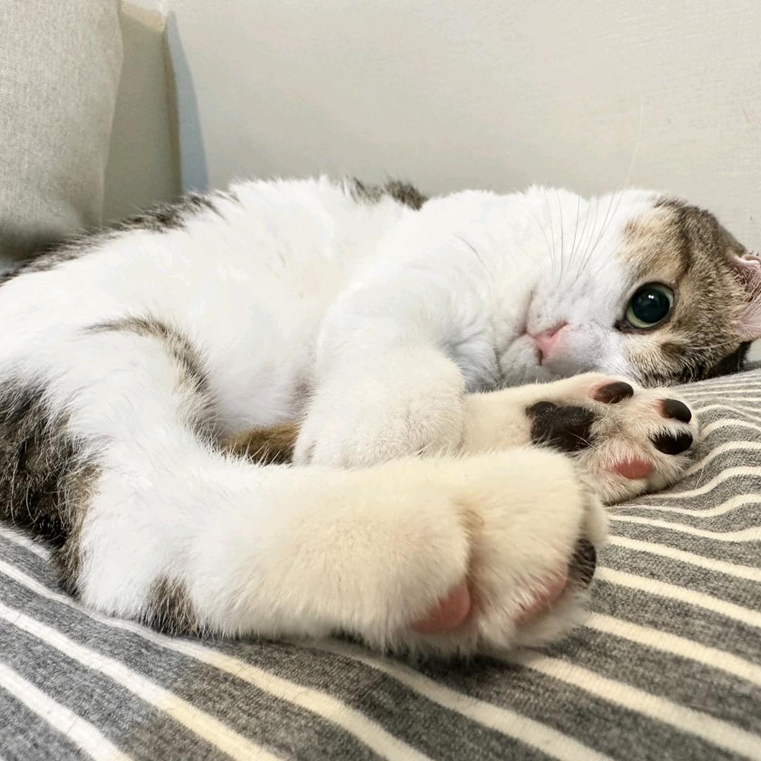 欧