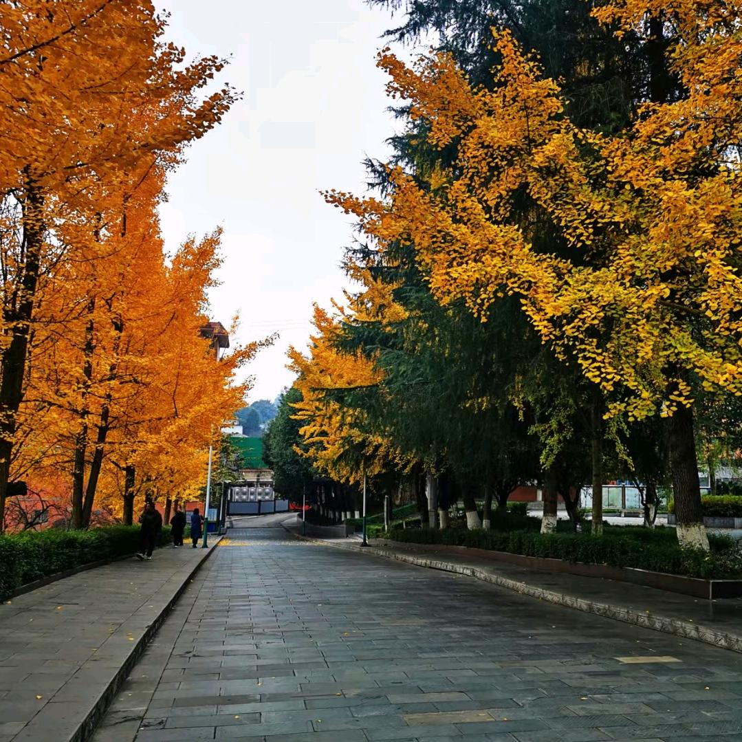 帅先森（新能源汽车，传统燃油车维修）