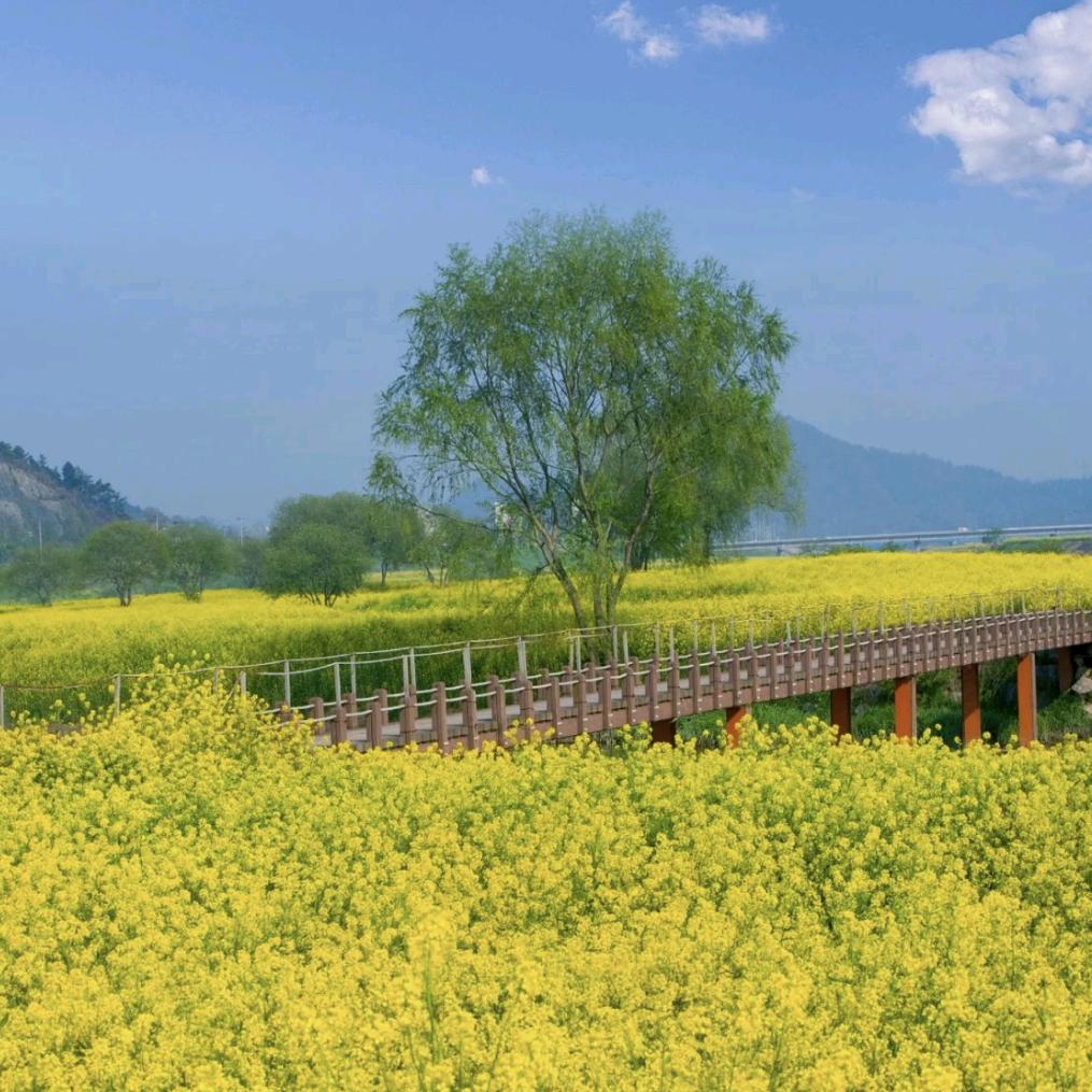 心芯
