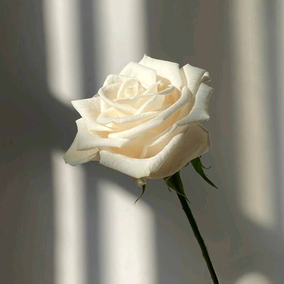 芬德拉
