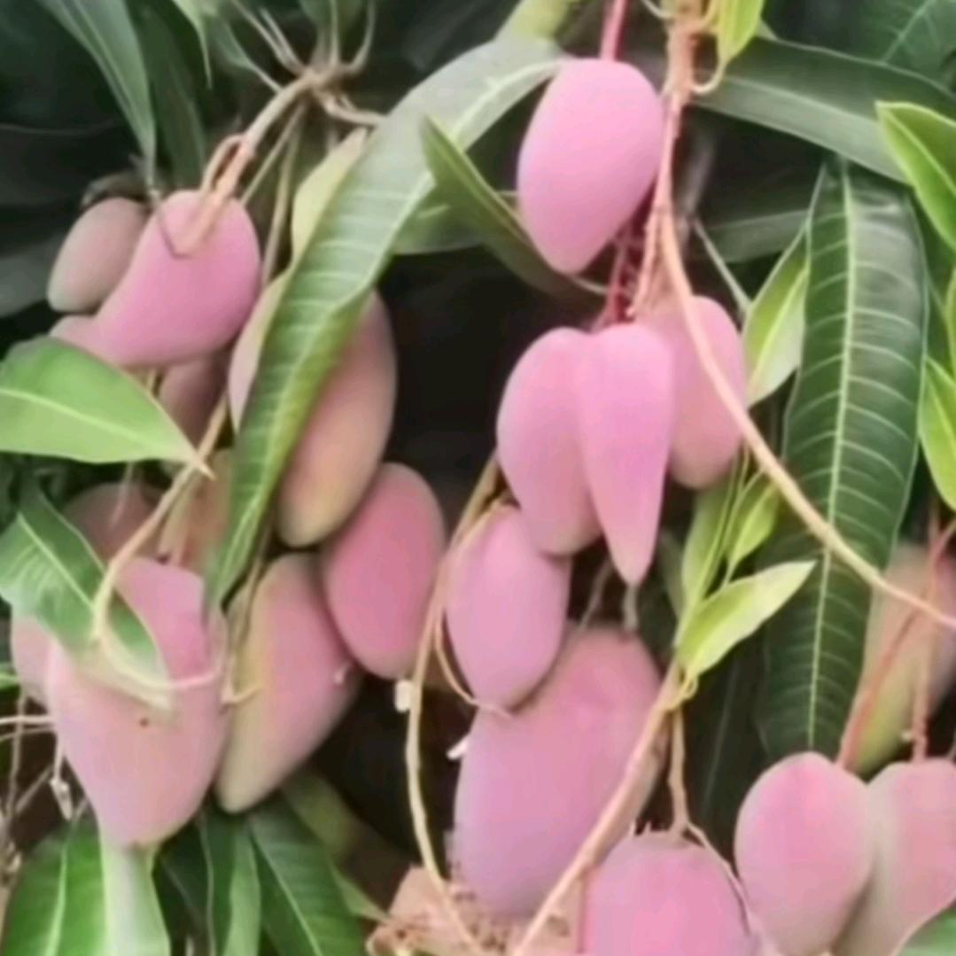 秋雨