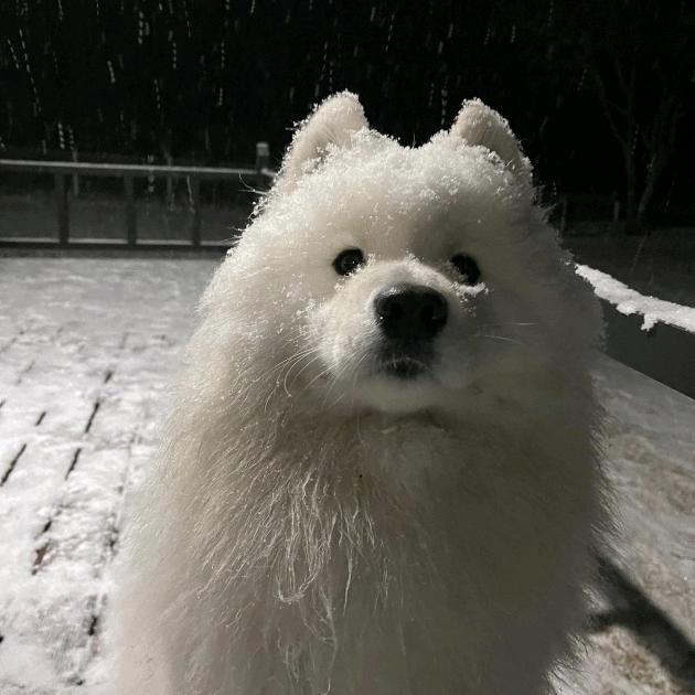 ✨秋栀月🌙